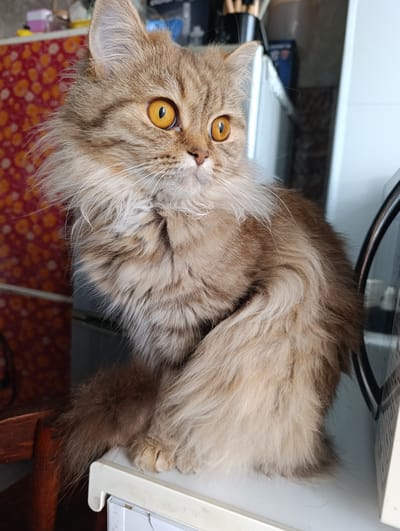 A fluffy, long-haired cat with striking amber eyes is sitting on a white shelf. The cat is primarily brown and cream colored with distinct tabby markings. Its fur is voluminous, particularly around its neck, giving it a majestic appearance. The cat is looking off to the right of the frame with a curious expression. In the background, there are hints of a kitchen environment, with a red patterned surface on the left, possibly a refrigerator door, and a white appliance or cabinet to the right. The overall lighting suggests an indoor setting. The location is specified as Novoanninskiy, Russia.