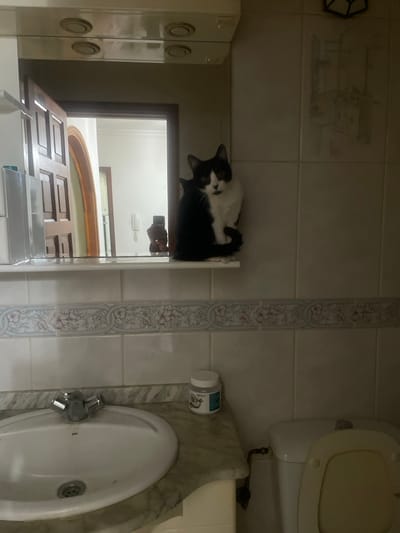 A bathroom scene shows a black and white cat perched atop a mirror cabinet. The cabinet is mounted above a sink and the mirror reflects a partial view of a door. To the right of the cabinet, a toilet sits beside a sink with a silver faucet and a marble countertop. A white jar sits on the countertop next to the sink. The bathroom has tiled walls with decorative patterns.