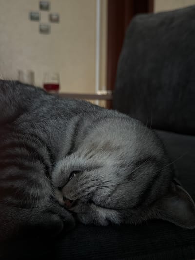 This is a close-up, low-angle, horizontal, upside-down shot of a grey tabby cat's head and upper body. The cat is lying on its side, with its head resting on a dark, textured surface that appears to be upholstery, possibly a couch or chair. Its fur is thick and soft, with distinct dark grey stripes on a lighter grey background. The cat's eyes are partially closed, and its nose is a dark grey. The focus is on the cat's face, with its ears tucked slightly back. To the right of the cat, a blurry background is visible. It appears to be an indoor setting with a light-colored wall adorned with a grid of small, square objects, possibly picture frames or decorative tiles. There are also horizontal bands of color in the background, suggesting furniture or wall trim. A faint red object is visible on the wall. The lighting appears to be dim, possibly indicating evening or a poorly lit room. The cat seems relaxed and comfortable, suggesting a peaceful domestic scene. The image is slightly grainy, which might be due to low light conditions or the camera's performance. There is no visible text in the image.