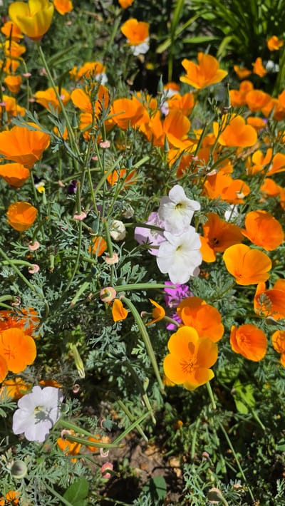 A close-up, vertical shot captures a densely packed flowerbed filled with a variety of colorful blooms. Predominantly, bright orange California poppies, also known as *Eschscholzia californica*, are in full bloom, their delicate petals catching the sunlight. Interspersed among them are white petunias, their trumpet-shaped flowers adding a contrasting hue. Hints of lavender and pale yellow flowers are also visible, creating a vibrant tapestry of colors. The foliage is a lush green, with feathery leaves characteristic of poppies and the broader leaves of the petunias. Long, slender green seed pods, some with small pinkish-red tips, are prominent, hinting at the plant's life cycle. The ground beneath the flowers is a mix of dark soil and dappled sunlight, suggesting an outdoor garden setting. The image appears to be taken in Krasnochervonnyi, Russia, likely during a period of warm weather when these flowers are in season. There are no people or animals present in the scene.