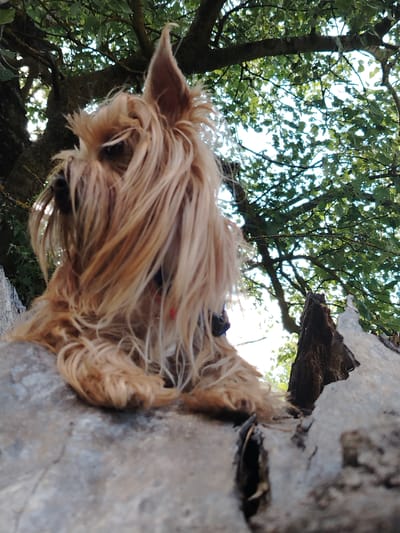 A tan dog with shaggy fur is perched on a weathered log. The dog's face is mostly obscured by its long hair, but one ear is visible, pointing upwards. The dog appears to be looking towards the left of the frame. The log is rough and textured, with some cracks and crevices. Behind the dog, a large tree with green leaves forms a canopy. The sunlight filters through the leaves, creating a dappled effect. The background is slightly out of focus, with the bright sky visible through the foliage. The scene appears to be outdoors, possibly in a park or natural setting.