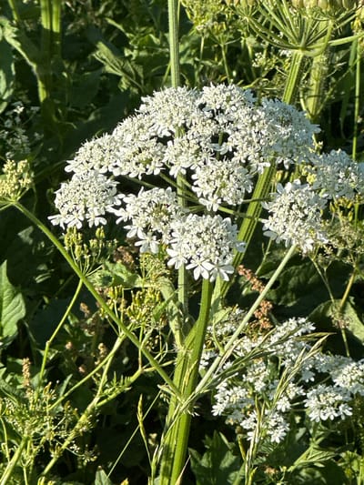 In a sunlit outdoor scene, a cluster of white flowers, resembling Queen Anne's Lace, dominates the foreground of the image. The flowers are arranged in large, flat-topped umbels, composed of many small, intricate white florets. Surrounding the flowers are tall, green stalks and leaves, with some of the stalks appearing ribbed and slightly fuzzy. In the background, the foliage is a blur of various shades of green, suggesting a natural, overgrown environment. The lighting indicates it is daytime, with sunlight casting shadows and highlighting the textures of the plants. The scene is devoid of any human presence or man-made structures. The image captures a detailed view of wild flora, likely in a natural setting within the municipality of Le Sentier, Switzerland, given the context provided.