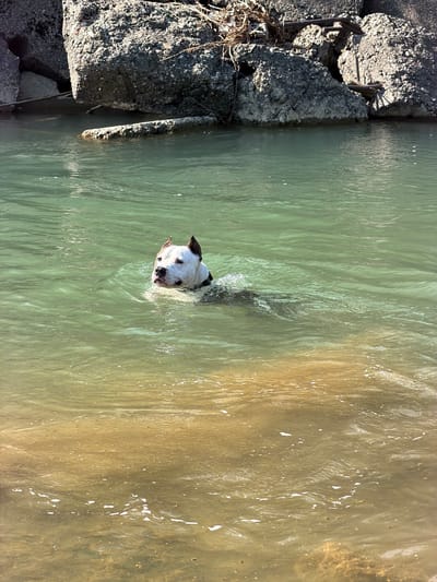 A black and white dog swims in murky water next to a rocky, concrete embankment. The dog's head, with its ears perked and black nose wet, is visible above the surface of the water. The water has a greenish-brown hue and appears somewhat choppy with ripples. Sunlight reflects off the water's surface, creating highlights. The embankment is made of large, rough concrete blocks, some of which appear broken, with exposed rebar. Some dry vegetation is visible at the edge of the embankment. The scene suggests an outdoor setting, possibly a river or canal, on a bright, sunny day. The dog's expression is alert and focused. There is no visible text in the image.