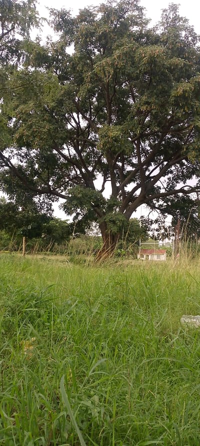 The scene, located in West Sakwa ward, Kenya, depicts an outdoor environment dominated by vegetation. The foreground consists of dense, unmaintained green grass and assorted weeds, occupying the lower half of the image. Centrally, a large, mature tree with a robust, dark brown trunk and a broad canopy of green leaves extends into the upper frame, its numerous branches visible through the foliage. In the background, to the right, a small, single-story building with light-colored walls and a reddish-brown corrugated metal roof is partially visible, obscured by foreground grass and a dark, possibly metal, fence structure. The sky above is bright and overcast. No individuals, animals, vehicles, or specific actions are present or discernible in the image.