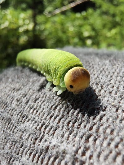 A macro photograph shows a bright green caterpillar with a light brown, rounded head with a black eye on the right side, resting on a textured gray fabric. The caterpillar's body is segmented and slightly curved, with visible ridges and what appear to be small white legs at the front. The background is blurred and consists of out-of-focus green foliage, suggesting an outdoor environment. The lighting suggests natural sunlight, casting shadows on the fabric. The image is taken from a low angle, emphasizing the caterpillar's size and texture. There is no information available to determine the specific location within Indals-Lidens kommundel, Sweden.