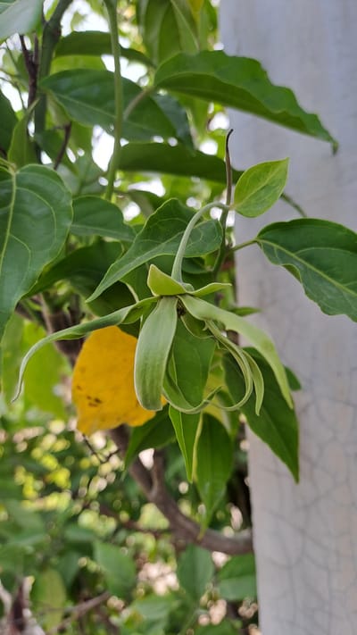 This image shows a close-up of a green flower with long, slender petals, still in its bud stage, hanging from a branch surrounded by lush green foliage. The flower is the primary subject and is in focus. Behind the flower, a bright yellow leaf is visible, adding a splash of contrasting color to the predominantly green scene. The background is softly blurred, with hints of sunlight filtering through the leaves, creating bokeh effects. A portion of a light-colored, textured pillar is visible on the right side of the frame. The image is taken outdoors, likely in a natural or garden setting. There are no people or animals present.