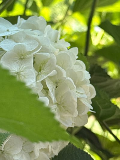 The image is a close-up, low-angle shot of a cluster of white hydrangeas. The flowers are densely packed and appear to be in full bloom, with many delicate petals. Some of the petals have subtle green veining. A large, bright green leaf is partially obscuring the foreground flowers. The background is filled with soft-focus greenery, suggesting an outdoor garden setting. The lighting is bright, with sunlight filtering through the leaves, creating dappled effects. There are no people or animals visible in the image. The scene is likely located in the city of Slavyani, Bulgaria, within a garden or park.