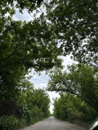The image captures an upward view through a dense canopy of lush green trees, revealing patches of a bright, partially cloudy sky. The perspective suggests the viewer is looking up from a narrow, unpaved or lightly paved road that extends into the distance along the right side of the frame. The road is bordered by abundant, verdant foliage, forming a natural tunnel or avenue.
The trees feature broad, green leaves, indicating a full growth season, likely spring or summer. The sunlight filters through the leaves, creating natural contrasts between sunlit areas and shadows. On the right side of the road, nestled within the thick bushes and lower branches, a dark object, possibly a black plastic bag or tarp, is caught in the vegetation.
The scene depicts a quiet, rural, or country setting. The sky is bright, suggesting daytime conditions, possibly mid-morning or afternoon, with soft, scattered clouds. There are no people visible, nor is any discernible text present in the image. The overall impression is one of a serene, natural environment along a secluded path in Zanky, Ukraine.