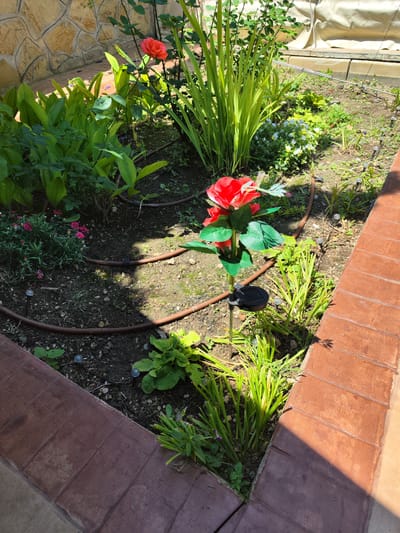 The image presents an elevated garden bed located in Brestnik, Bulgaria, illuminated by direct sunlight, casting distinct shadows. No individuals are visible. The garden bed is bordered by reddish-brown brick-like tiles on the right and bottom right.

The bed contains various flora: large-leafed green plants dominate the left side, while tall, blade-like green plants are situated in the upper-middle and lower-right. A single, natural orange-red rose with green leaves is prominent in the upper-left corner on a dark-stemmed bush. In the upper-middle right, a cluster of small white and yellow flowers is visible. A group of small pink flowers grows in the lower-left. An artificial red and white rose, featuring green leaves and attached to a metal stake with a small black solar panel at its base, stands in the lower-middle section of the garden.

A brown irrigation hose, equipped with multiple drip emitters, snakes across the soil, which is a mix of dark earth and small pebbles. Several small, spherical, ground-level lights are embedded in the soil throughout the bed.

In the upper-left background, a light-colored stone wall with a tiled path at its base is visible. The upper-right background shows a light-colored tarp or canvas covering an unseen structure or object.