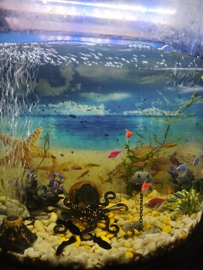 An indoor aquarium is depicted. The aquarium contains several small fish of various colors, including orange, pink, and blue. There are also decorations, such as a large starfish, a black octopus figure, a small volcano, and a chained sphere. The bottom of the aquarium is filled with light-colored gravel and some yellow pebbles. The background of the aquarium is a painted scene of a beach and ocean. Bubbles are rising from the bottom of the tank, creating a foamy effect near the surface. The lighting appears to be coming from above, illuminating the aquarium. There is no indication of a specific location in the city of Zuyzino, Russia, within the image.
