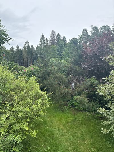 The image depicts a lush, overgrown garden area with a variety of trees and plants. In the foreground, a bright green bush with delicate leaves dominates the left side. To the right of this bush, a patch of vibrant green grass extends into the midground. Behind the foreground bush, a large pine tree with its characteristic needles is visible, with its branches extending into the center of the frame. Further back, a dense forest of tall evergreen trees forms a backdrop, with some deciduous trees interspersed, including one with dark reddish-purple foliage. Several bright pink flowers are scattered amongst the greenery in the midground. The sky above is overcast with a dull, grey cloud cover. The scene suggests a natural, perhaps slightly wild, garden environment, consistent with a suburban or rural setting like Komarovo, Russia, known for its natural beauty and dacha culture. No people or specific actions are depicted.