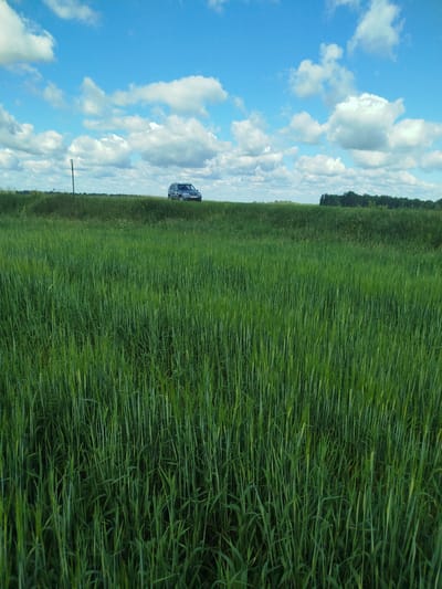 This is a daytime, outdoor, medium-shot photograph captured on a bright, sunny day with a blue sky dotted with fluffy white clouds. The scene is dominated by a vast, vibrant green field, likely of wheat or barley, stretching across the foreground and midground. The crops are lush and tall, with individual stalks clearly visible.
In the distance, on a slight rise or embankment, a dark-colored SUV is parked. A thin, dark pole stands near the vehicle. Beyond the field and the embankment, a dense line of dark green trees forms the horizon. The overall impression is one of rural tranquility and natural beauty. The time of day appears to be midday, given the bright sunlight and clear sky. There is no visible text in the image.
