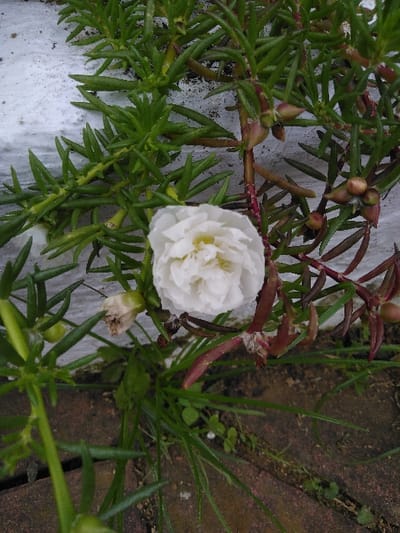The image displays a close-up view of a white, multi-petaled flower, identified as a Portulaca species, positioned centrally. The flower exhibits a vibrant white hue with a pale yellow center and is surrounded by numerous fleshy, green, needle-like leaves and reddish-brown stems characteristic of the plant. Several developing flower buds, some appearing brown and withered, are visible among the foliage.
The plant grows against two distinct surfaces. To the upper left and behind the plant is a rough, textured white surface, possibly a painted concrete wall or curb, showing minor dark speckling. Below the plant, and occupying the lower portion of the image, is a reddish-brown ground surface consistent with brick pavers or terracotta tiles. Green blades of grass and small clover-like plants are interspersed throughout the cracks and edges of the reddish-brown surface and around the base of the main plant.
The scene is illuminated by diffused, natural light, casting no harsh shadows. No individuals, animals, or artificial objects other than the implied structural elements (wall, ground) are present. The image does not contain specific visual identifiers to establish a precise location within the city of Nathene, Laos.