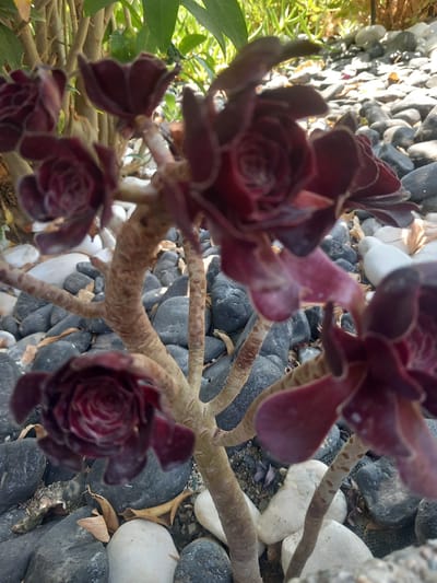 In Άγιος Νεκτάριος, Greece, a close-up, slightly blurred, eye-level shot focuses on a dark red succulent plant. The plant's succulent rosettes, with their tightly packed, pointed leaves, are prominent. The stems are thick, woody, and textured with small brown spots. The plant is situated amongst a ground covering of various sized rocks, predominantly dark gray and white, with a few dry brown leaves scattered on top. In the background, out-of-focus green foliage suggests a natural setting. The lighting is bright, casting subtle shadows and highlighting the texture of the rocks and plant. No people or animals are visible.