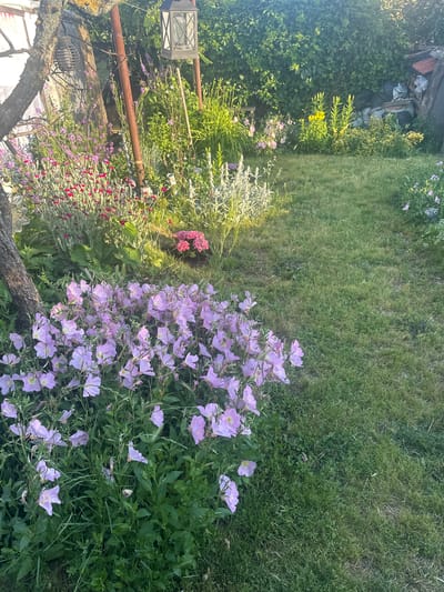 This image depicts a sunlit garden located in Bryastovets, Bulgaria. In the foreground and extending along the left, a dense mass of pale pink-purple flowers, resembling evening primroses, dominates the lower portion of the frame, alongside a patch of green grass. A gnarled tree trunk is partially visible on the far left. The midground features a variety of plantings, including clusters of vibrant red-pink flowers with silvery-green foliage, other green plants, and a small bush bearing pink blooms. Two vertical, rusty metal poles are prominent in the middle-left; one supports a black, glass-paneled lantern. Behind these, a section of a white corrugated or plastic structure is visible. The background is characterized by a dense, dark green hedge or wall of foliage. In front of this, several tall plants with bright yellow flowers are prominently illuminated by the sunlight. To the far right in the background, an area with black bags, wooden boards, and miscellaneous debris is piled. Strong sunlight bathes the scene, creating bright highlights and partial shadows. No individuals or animals are present.