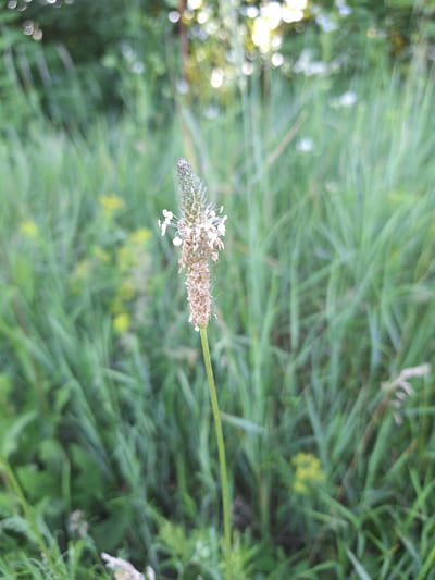 A single stalk of plantain with a mature seed head, appearing dried and brown with some remnants of white flowers, stands vertically in the center of the frame. The plant is set against a backdrop of lush, green grass, which is out of focus and creates a bokeh effect with blurred circular highlights of light. Small, pale yellow flowers are visible as blurry dots in the mid-ground. The overall environment suggests an outdoor setting, likely a meadow or grassy area.