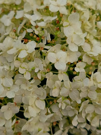 This is a close-up, overhead shot of a cluster of white hydrangea flowers. The flowers have delicate, papery petals and some have hints of green or yellow. Small, brownish-orange buds are interspersed among the blooms. The background is dark and out of focus, highlighting the intricate details of the flowers. The lighting is soft, suggesting it might be overcast or early morning/late afternoon. There is no text visible in the image. The setting appears to be a natural environment, possibly a garden, given the dense arrangement of flowers.