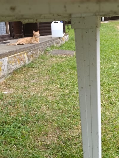 A ginger cat is lying on a concrete porch in front of a wooden building. The cat is facing to the right, with its tail extended behind it. A white plastic jug with a handle is sitting on the porch to the right of the cat. The porch is bordered by a stone wall with yellow and grey discoloration. Green grass covers the ground in front of the porch, with patches of dry grass visible. A white vertical post is in the foreground to the right, partially obscuring the view of the grass and building. The scene appears to be outdoors, possibly in a rural or suburban setting, within the city of Babylon, Czechia.