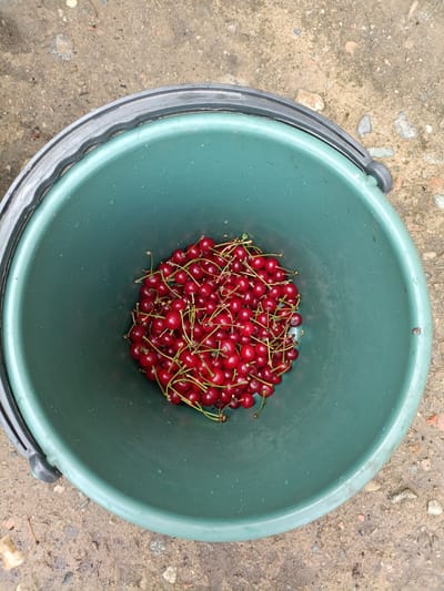 A top-down, close-up shot shows a green plastic bucket containing a pile of ripe, red cherries with green stems. The bucket is sitting on a rough, greyish-brown surface composed of dirt, small stones, and scattered pebbles, consistent with an outdoor environment possibly in Kyzyl Suu, Kyrgyzstan. The surface appears wet, suggesting recent rain or damp conditions. The bucket itself has a dark grey rim and a black handle visible on the left side. Water droplets are visible on the inside surface of the bucket, indicating the cherries may have been recently washed or exposed to moisture. No people are visible in the image.