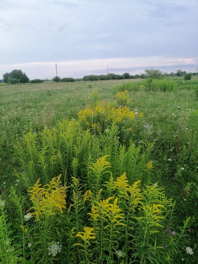 The image depicts a natural scene of a field with tall green plants and clusters of yellow flowers. The sky above is overcast with a mix of gray and light purple hues. In the background, a line of trees borders the field, and a few utility poles are visible. The ground is covered in grass and various wildflowers, some of which are small and white. The overall impression is of a rural landscape, possibly a meadow or a roadside area. The image does not contain any people, animals, or specific man-made structures within the immediate vicinity of the field, aside from the distant utility poles. The vegetation is dense and appears to be in a natural, untamed state. The lighting suggests it is either early morning or late afternoon, given the diffused light and sky color.