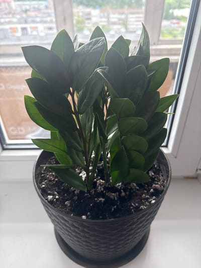 A Zamioculcas zamiifolia plant, commonly known as a ZZ plant, is positioned on a white windowsill. The plant is in a dark gray, textured pot with a matching saucer. The background shows a blurred view of buildings and greenery, indicative of an urban environment. The lighting suggests it is daytime. No people are present in the image. The location is identified as Kondopoga, Russia.