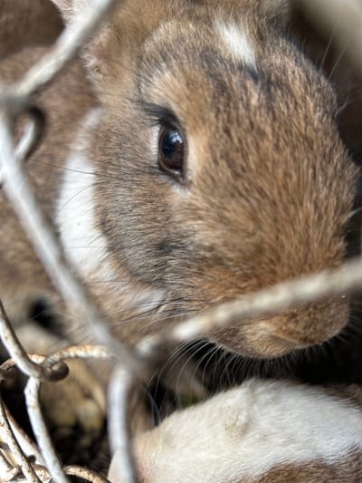 The image is a close-up shot of a rabbit, likely a young one, with brown and white fur. The rabbit's eye is clearly visible, appearing dark and reflective. The fur is short and dense, with individual strands of whiskers extending outwards. The rabbit is partially obscured by a wire mesh fence, suggesting it is in an enclosure or cage. The background is out of focus, with hints of other rabbits or a similar texture. The lighting suggests it could be daytime, possibly outdoors given the texture of the fence. The overall mood is intimate due to the close cropping, focusing on the details of the rabbit's face. No text is visible in the image. The setting is implied to be Copceac, Moldova, as per the provided context. The activity is simply the rabbit being present in its enclosure.