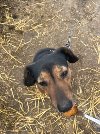 A dog with black and brown fur is being fed with a spoon in an outdoor area covered with straw. The dog is leashed with a metal chain. The specific location within the city of Hrishteni, Bulgaria is indiscernible from the image.