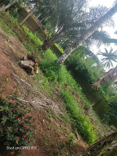 The image is a full shot of a steep, unpaved outdoor area in Akokwa, Nigeria. The terrain is covered in reddish-brown soil and a mixture of dry palm fronds and lush green grass. Several logs of cut wood are stacked on the slope. A dense wall of green foliage and palm trees forms the background, partially obscuring a moss-covered brick wall with decorative elements. A small bush with red flowers is visible in the foreground. The shot is oriented at an angle, giving the impression of looking upwards from a lower elevation. The lighting suggests an overcast day. There are no people or animals visible in the image.