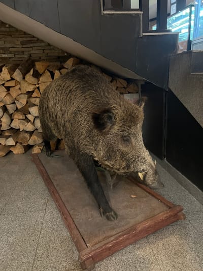 A taxidermied wild boar head is mounted on a rectangular wooden plaque affixed to a wall, situated beside a stack of firewood and beneath a staircase. The head is brown and gray, with visible tusks. The plaque is dark brown. The firewood is stacked in a haphazard manner. The staircase is black. The wall behind the plaque is a light gray, textured material. The location is Dedovo, Bulgaria.