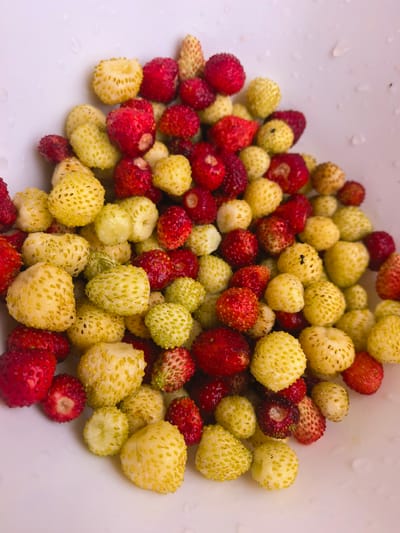 The image is a close-up, overhead shot of a pile of wild strawberries, both red and white, in a white bowl. The strawberries are small and have prominent seeds. Some of the strawberries appear to be slightly wet, with small water droplets visible on the surface of the bowl. There are no people or other objects present in the image. The background is a plain white surface. The location in the city of Nikul'chino, Russia is not discernible from the image.