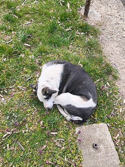 An overhead view in Osetenovo, Bulgaria, depicts a black and white dog curled tightly on a patch of green grass, appearing to be asleep or resting. The dog's fur is predominantly black along its back, with white fur covering its head, chest, and underbelly. Its head is tucked inwards, resting near its tail. The grassy area contains sparse patches of broadleaf weeds and small plants with purple blooms, interspersed with dry, light brown plant material. To the upper right of the frame, a segment of a light-colored gravel or dirt path is visible, from which a rusty, slender metal pole extends vertically. In the lower right foreground, a rectangular concrete slab is present, featuring a small, dark, circular metal object embedded or resting on its surface. The scene is outdoors under natural daylight conditions.