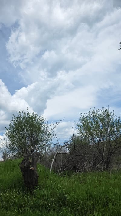The image shows a view upwards towards the sky from a low vantage point, possibly within the vicinity of Drenkovo, Bulgaria. The sky is partially obscured by white, puffy clouds. The landscape consists of green grass and trees with newly emerged leaves. There's a dark tree stump visible. Some bare branches are also present among the greener vegetation.