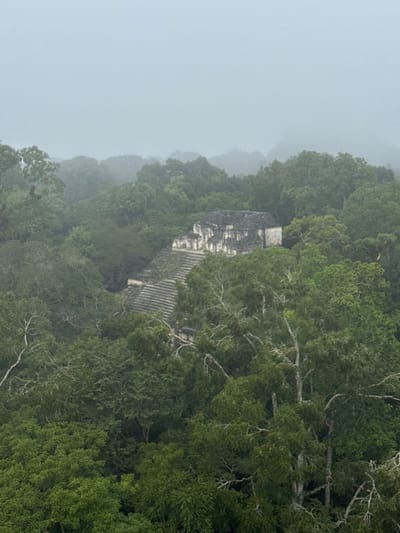 An elevated view captures a Mayan pyramid structure emerging from a dense tropical rainforest under an overcast, misty sky. The scene is located within Tikal National Park, near Flores, Guatemala. The foreground and midground are dominated by a thick canopy of dark green trees, with some lighter-colored tree trunks and branches visible. The central subject is a grey, stone-built ancient pyramid with visible terraced levels and a prominent staircase on its visible face. A stone building with a flat roof and multiple sections rests atop the pyramid's summit, displaying weathered, dark-streaked surfaces. The background reveals more tree canopies receding into thick atmospheric haze, limiting visibility. No individuals, animals, or modern structures are discernible within the frame. The lighting is diffused, indicating cloudy or foggy conditions.