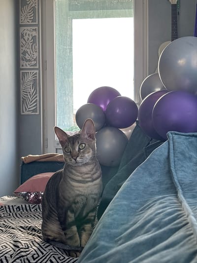 A grey tabby cat sits on a patterned blanket in an indoor setting. The cat has green eyes and large ears, and its fur has distinct tabby markings. Behind the cat, a pile of balloons in silver and purple hues is visible, some resting against a teal-colored upholstered surface. To the left of the cat, a dark blue sofa is partly visible, with a tan-colored throw blanket draped over it. A pink sequined pillow rests on the sofa. In the background, a window is covered by sheer white curtains, allowing bright light to enter the room. Decorative panels with leaf motifs are mounted on the wall to the left of the window. A portion of a guitar is visible in the upper right corner. The overall scene suggests a domestic environment, possibly decorated for a celebration. The location is stated as Natukhayevskaya, Russia.