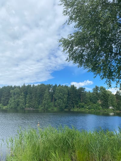 The image captures a serene lakeside scene in Karabanovo, Russia. In the foreground, lush green reeds sway gently along the edge of a calm, dark blue lake. The lake's surface is rippled, reflecting the sky. Across the water, a dense, green forest lines the distant shore, with a variety of trees including pines and birches. The sky above is a mix of bright blue with scattered white, puffy clouds. In the upper right corner, a large tree with green leaves overhangs the frame, its branches partially obscuring the sky and water. There are no people or animals visible in the frame. The overall impression is one of natural tranquility.