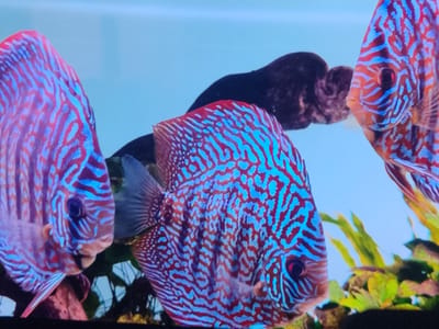 The image shows three discus fish with striking blue and red patterns swimming in an aquarium. Two of the fish are in the foreground, with the one on the left being mostly visible from the side, and the one in the center is facing more towards the viewer. The third fish is in the background on the right, partially obscured. The water is clear and the background consists of aquarium decorations, including dark-colored rocks or wood, and some green aquatic plants. The lighting appears to be artificial, typical of an aquarium setup. There are no people or any elements that would suggest a specific city or location like Novosamarka, Ukraine.