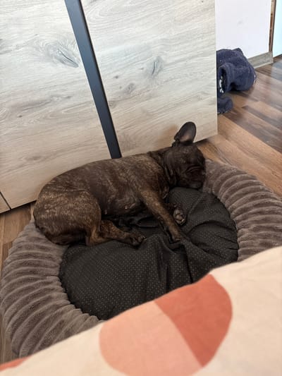 A brindle French Bulldog is asleep in a round, gray, corduroy-textured dog bed. The bed has a dark gray padded interior. The dog is curled up with its paws tucked in close to its body. The dog bed is positioned next to a light-colored wooden cabinet or drawer unit with a dark gray handle. A folded dark blue garment sits on top of the cabinet. The floor appears to be made of light brown wood. A portion of a light pink and white object is visible on the right side of the frame. The location of the image is not discernible based on the visible elements.