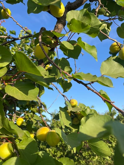 The image depicts a close-up view of an apricot tree laden with ripening apricots. The fruit is predominantly pale yellow-green, indicating they are not yet fully ripe. The tree's branches are intertwined, with numerous green leaves providing a backdrop. The sky, a clear blue, is visible through the gaps in the foliage. The location, Saâda, Morocco, cannot be visually confirmed from the image.