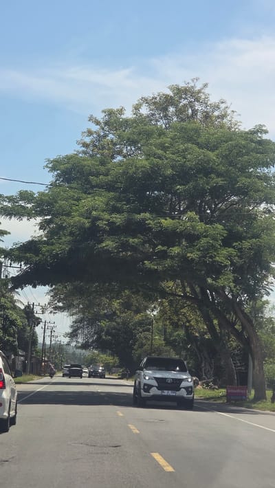 On a sunny day in Sagoe, Indonesia, a line of cars and a motorcycle travels along a paved road. A large, leafy tree dominates the left side of the frame, partially obscuring power lines. On the right side of the road, a sign bearing the word "smartfren" is visible, as well as a white car and a black and white camouflage car. Other vehicles follow behind the camouflage car. The sky is blue with some wispy clouds.