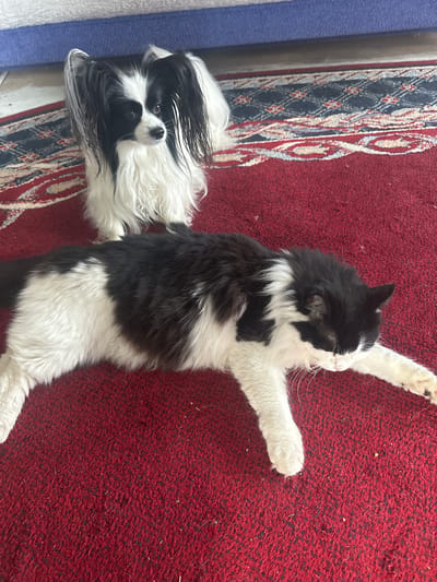 The media file shows a black and white cat and a black and white dog resting on a red carpet. The cat is lying on its back with its legs extended, appearing relaxed. Its fur is long and fluffy, with distinct black and white patches. The dog, which appears to be a Japanese Chin breed, is lying on its side, facing the camera. It has long, flowing black and white fur, with a distinctive "butterfly" pattern on its face. The carpet has a red background with a decorative border that features a pattern of diamonds and intricate scrollwork in blue, white, and red. A portion of a blue object, possibly a piece of furniture or a wall, is visible on the left side of the image, with a white stripe running along its edge. The lighting suggests it is daytime, and the overall scene conveys a sense of comfort and domestic tranquility. There is no visible text in the image. The location context provided is Борисово, Russia.