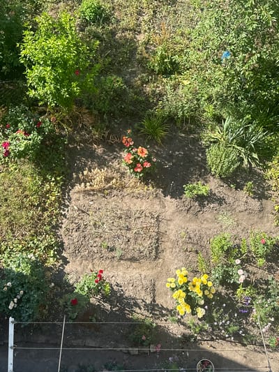This is an aerial, full-shot photograph of a backyard garden in Peremyshliany, Ukraine. The scene is lush with various green plants and flowers in bloom. A patch of bare earth is visible in the center of the frame, with a few small plants growing in it. The garden appears to be well-maintained, with a variety of flowering plants, including roses of various colors such as yellow, pink, and red, as well as smaller purple and white flowers. Some of the plants are quite tall and bushy, while others are low-growing ground cover. There is some evidence of gardening tools or materials, such as a white bucket with flower clippings in the upper right corner of the image, and some metal wires running horizontally across the right side of the frame, possibly for supporting plants or a clothesline. The sunlight suggests it is daytime, and the shadows indicate a sunny day. The overall impression is one of a vibrant and blooming garden.