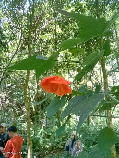 This image depicts a dense forest environment, specifically located in the Cotswold District, United Kingdom, captured on September 7, 2025, at 11:49 AM. The foreground is dominated by a vibrant, single, bell-shaped orange flower with five petals, hanging downwards from a branch, surrounded by several large, green, lobed leaves, some exhibiting small white speckled patterns. Two smaller, spherical green buds are also visible on the same plant. In the midground, three individuals are partially visible within the foliage. On the far left, a male wearing a light-colored cap and a dark backpack strap is partially obscured. To his right, a second male with dark hair wears an orange t-shirt, standing with his back mostly towards the camera, looking left. Further right and slightly behind, a female, wearing a light-colored cap and a dark outer garment over a lighter top, is drinking from a clear plastic water bottle. The background consists of numerous slender tree trunks ascending into a dense, green canopy, with sunlight filtering through, illuminating various patches of abundant undergrowth, including ferns.