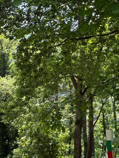The image depicts a sun-dappled forest scene with lush green foliage. Dominant trees with textured bark fill the foreground, their branches laden with leaves that create a canopy. Sunlight filters through the leaves, casting dappled light and shadows on the forest floor. In the background, more trees form a dense woodland. To the right of the frame, a white, green, and red striped marker is visible, suggesting a boundary or trail marker. The overall impression is one of a vibrant, natural environment. The image is located in Kokalyane, Bulgaria, a suburb of Sofia known for its natural surroundings.