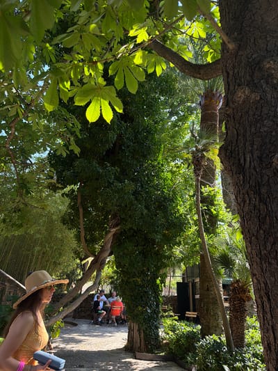 Captured in the city of Bunyola, Spain, the image reveals a person, partially visible, wearing a straw hat and a yellow floral dress, holding a rectangular object, possibly a phone. The location appears to be outdoors, likely a garden or park, characterized by lush greenery, including trees with thick trunks and dense foliage. A group of people is seated in the background, suggesting a gathering or rest area. The scene is bathed in natural sunlight, filtering through the trees, creating a tranquil and verdant setting.