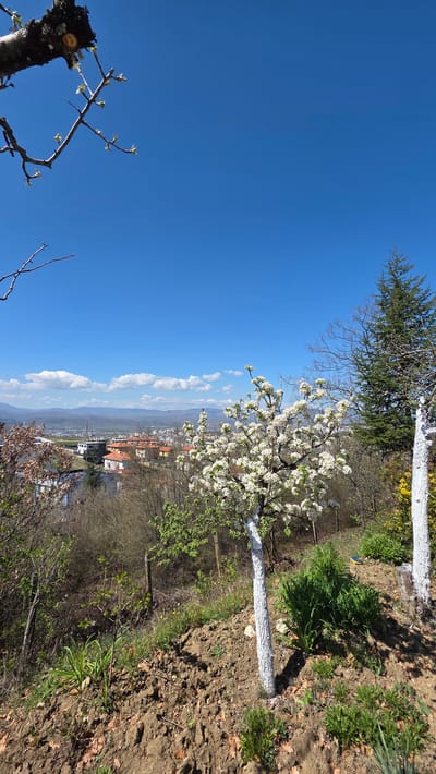 The image shows a landscape with a clear blue sky occupying most of the left side. In the foreground, there's a tree with white blossoms and a whitewashed trunk, situated on a slope with brown soil, grass, and fallen leaves. Other vegetation, including trees and bushes, is also visible. In the distance, there's a view of the city of Elenovo, Bulgaria, with houses and buildings. The image is taken from an elevated position overlooking the city.