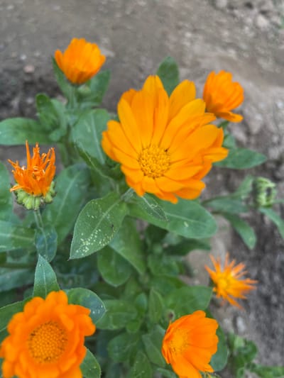 The image shows a cluster of orange calendula flowers growing outdoors. The flowers vary in stage of bloom, with some fully open and others still budding. The leaves are green and textured. The background consists of a blurred, neutral-toned ground surface, potentially soil. The location, Zhaltusha, Bulgaria, cannot be verified from the image content alone.
