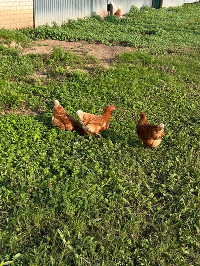 The image shows three brown chickens foraging in a grassy field in Kutlu-Bukash, Russia. The chickens are clustered together, with one in the foreground looking down at the ground, and two others behind it. The grass is lush and green, with some patches of dirt visible. Sunlight is filtering through the leaves, creating dappled shadows. The scene appears to be set in the afternoon, given the quality of the light. The chickens appear calm and undisturbed as they search for food. There is no visible text in the image.