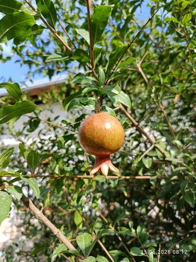 A single, unripe pomegranate fruit hangs from a branch of a pomegranate tree, its skin a mottled blend of green and pale orange with reddish blush. The fruit is roughly spherical and features a characteristic calyx of pointed, petal-like structures at its base. The pomegranate is surrounded by lush green leaves and thin, brown branches, some with small thorns visible. In the background, out of focus, is a hint of a white building with a light-colored roof, suggesting a domestic or agricultural setting. The sky above is a clear, bright blue. The timestamp "25.06.2026 08:12" is visible in the lower right corner of the image, indicating the date and time of capture. The scene is likely in a garden or orchard within the city of Erkin, Uzbekistan, given the presence of fruit-bearing trees and the architectural style suggested by the background.