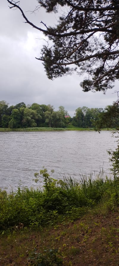 The image depicts a serene natural landscape, likely a body of water bordered by lush vegetation and trees. A large tree branch with pine needles frames the top portion of the image, suggesting a forested or park-like environment. The water, calm with gentle ripples, reflects the overcast sky. Dense green foliage lines the bank of the water, with tall grasses and flowering plants in the foreground. In the distance, across the water, a line of trees forms a backdrop, with a hint of a red-roofed structure peeking through the foliage, possibly a house or building within the Лунненскі сельскі Савет region of Belarus. The overall impression is one of tranquility and natural beauty under a cloudy sky. There are no people or animals visible in the scene.