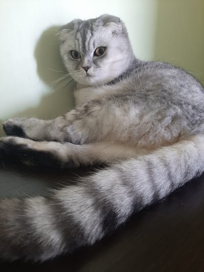 An adult Scottish Fold cat with silver tabby markings is lying down on a dark wooden surface. The cat is facing towards the right of the frame, with its head turned to look directly at the camera. Its ears are folded forward, and its eyes are a deep amber color. The cat's body is curled, and its tail, which has distinct dark grey and silver stripes, rests prominently in the foreground, extending across the lower portion of the image. The background consists of a light green wall with a shadow cast upon it. The overall lighting suggests an indoor setting, likely a home environment. There is no indication of the location being in the city of Sambir, Ukraine.